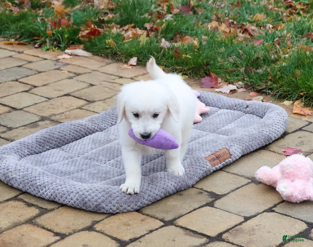 Golden Retriever dogs for sale: Viola - Ad 5