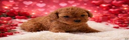 Miniature Poodle dogs for sale: Sammy - Ad 1