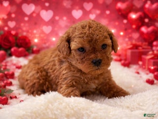 Miniature Poodle dogs Sammy - Ad 24