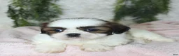 Shih Tzu dogs for sale: Shih Tzu 6 - Ad 4