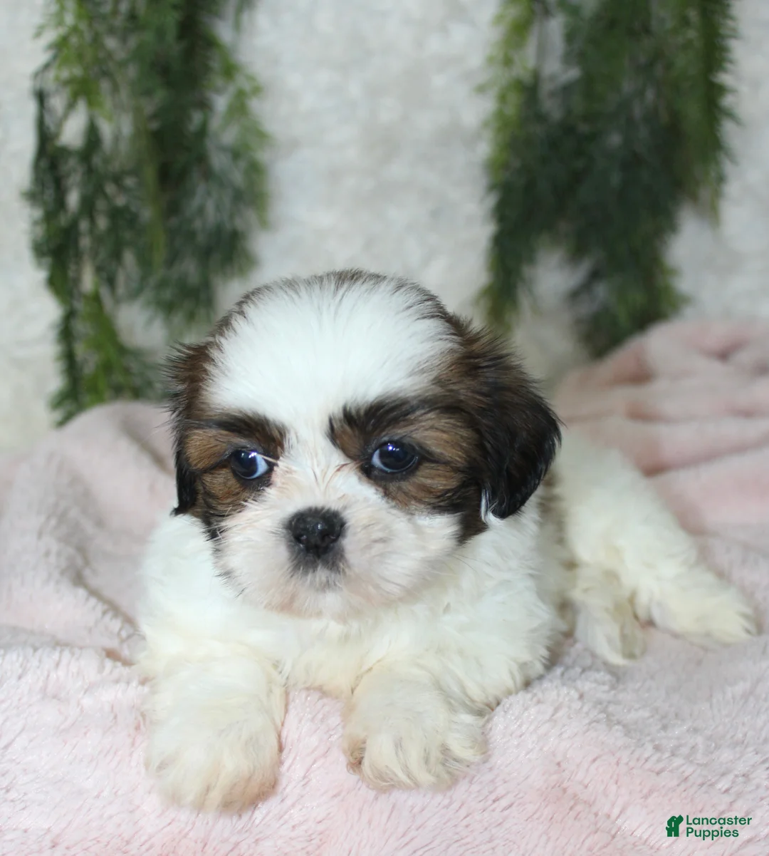 Shih Tzu dogs for sale: Shih Tzu 6 - Ad 4