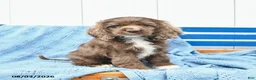 English Cocker Spaniel dogs for sale: Samson - Ad 3