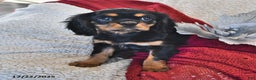 Cavalier King Charles Spaniel dogs for sale: Addy- (chocolate carrier) - Ad 5