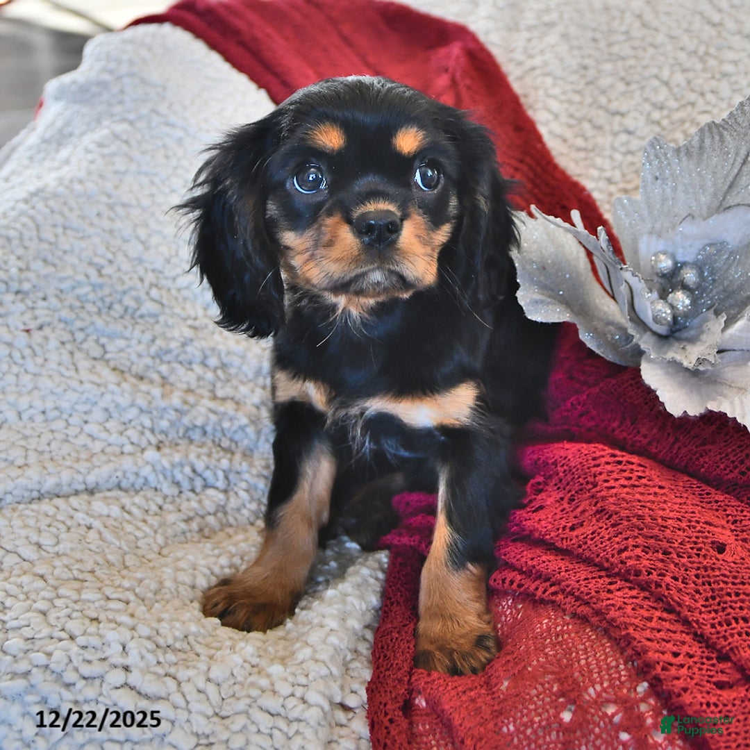 Cavalier King Charles Spaniel dogs for sale: Addy- (chocolate carrier) - Ad 5