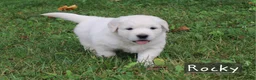 Golden Retriever dogs for sale: Rocky - Ad 3