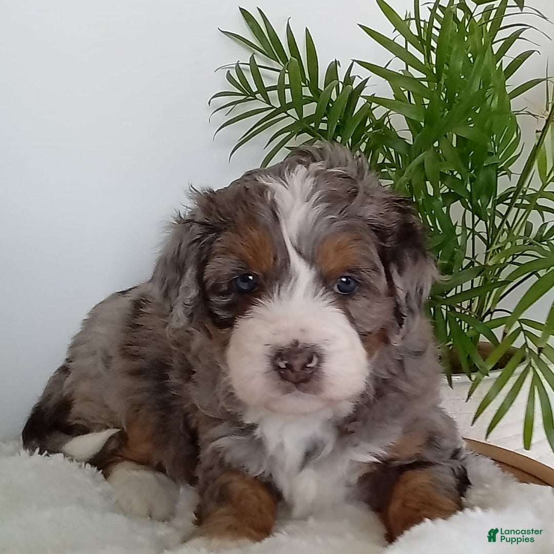 Gallery Image {{count}}