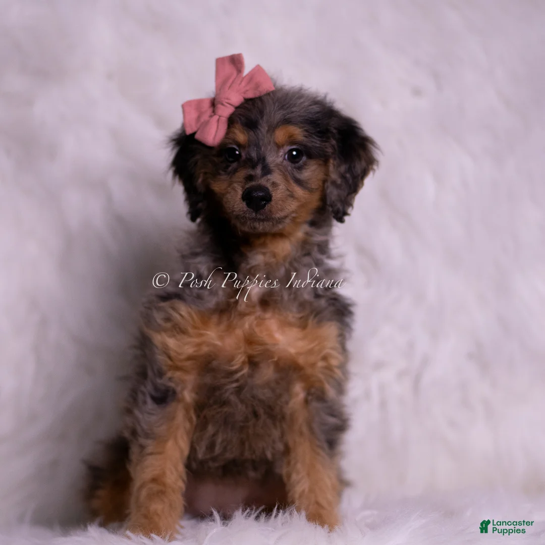 Mini Goldendoodle dogs for sale: Rosetta - Ad 1