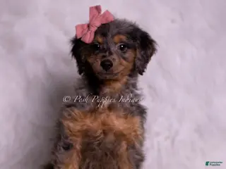 Mini Goldendoodle dogs Rosetta - Ad 22