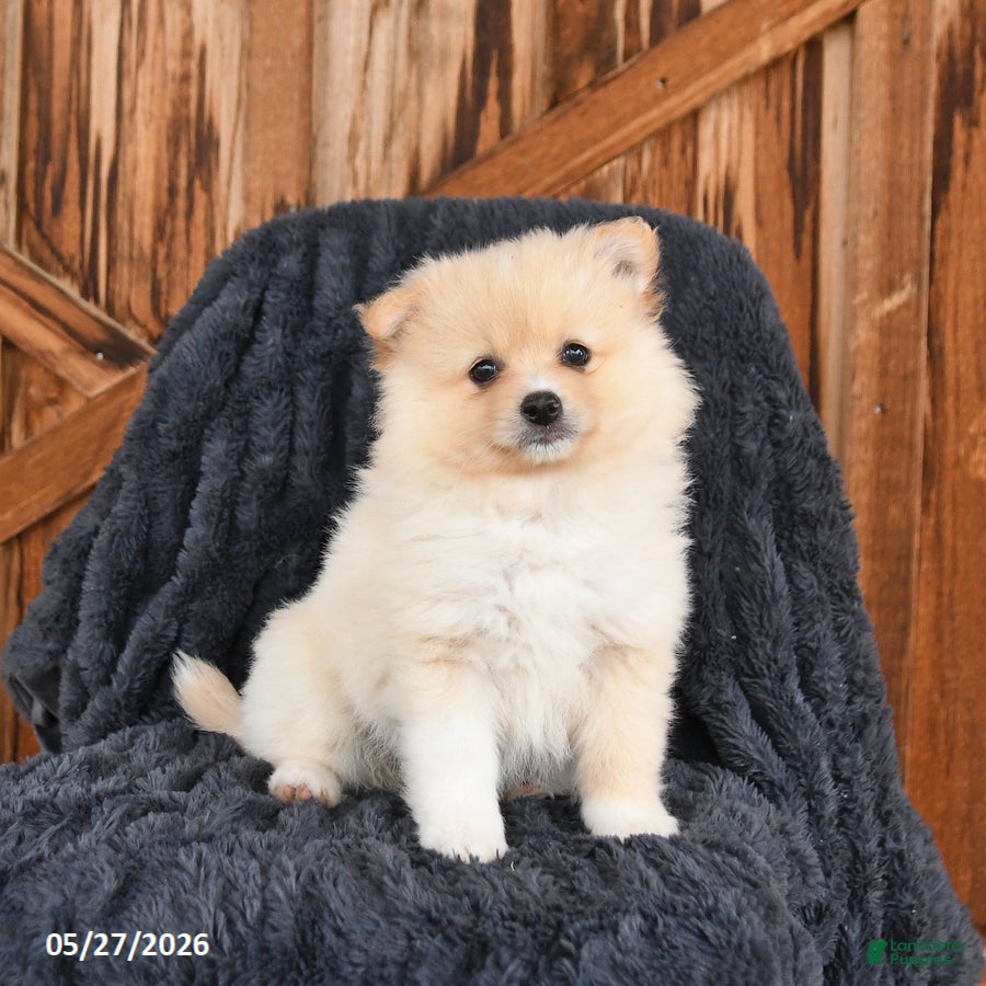 Pomeranian dogs Maple   - Ad 1
