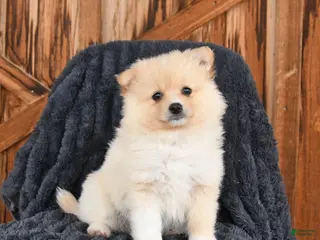 Pomeranian dogs for sale: Maple - Ad 3