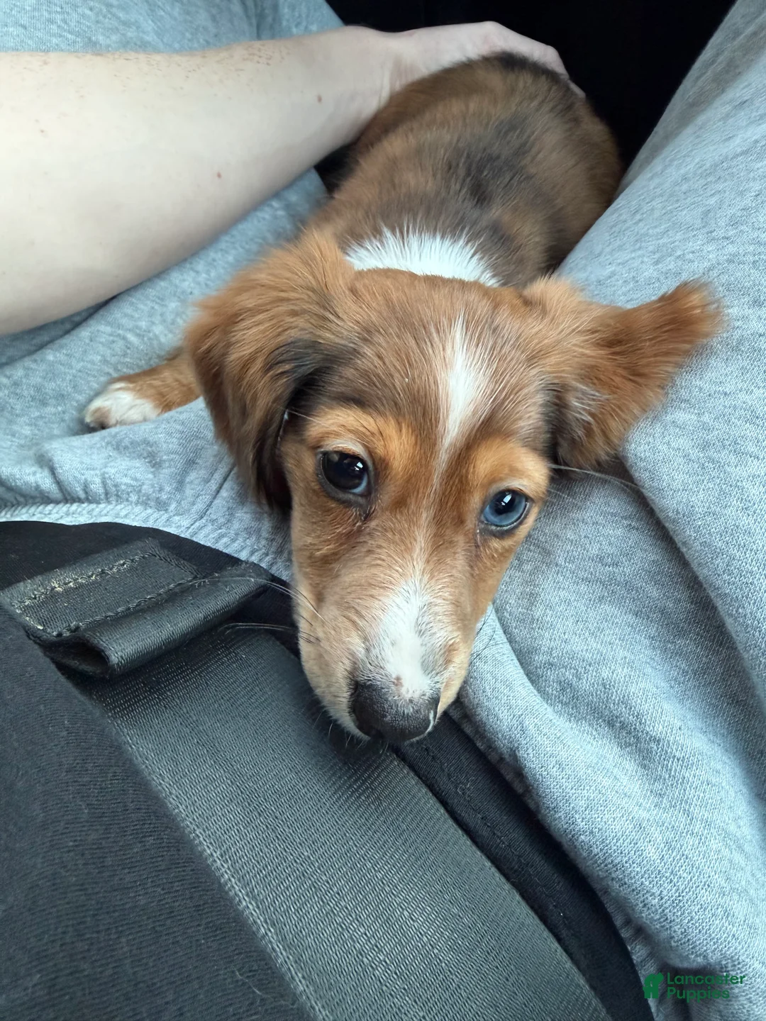 Dachshund dogs for sale: Dachshund Puppy 1 - Ad 1