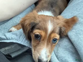 Dachshund dogs Dachshund Puppy 1 - Ad 40