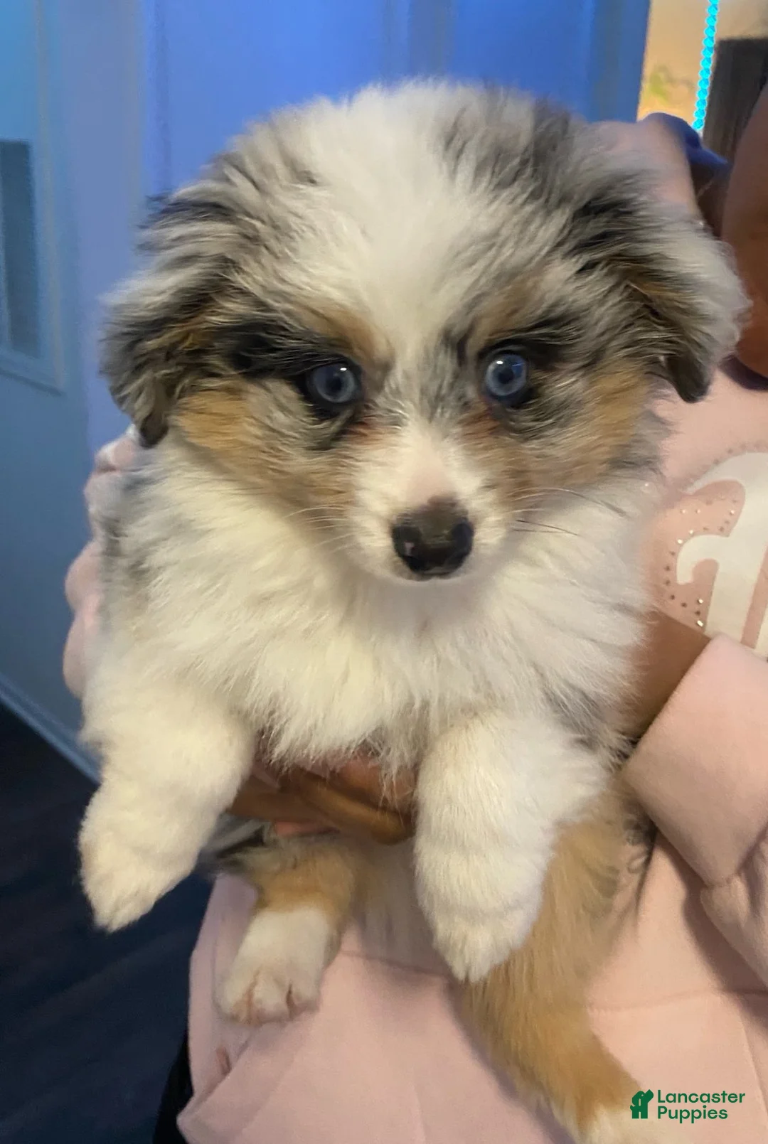 Miniature Australian Shepherd dogs for sale: Mylo - Ad 3
