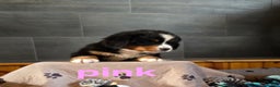 Bernese Mountain Dog dogs for sale: Pink - Ad 7