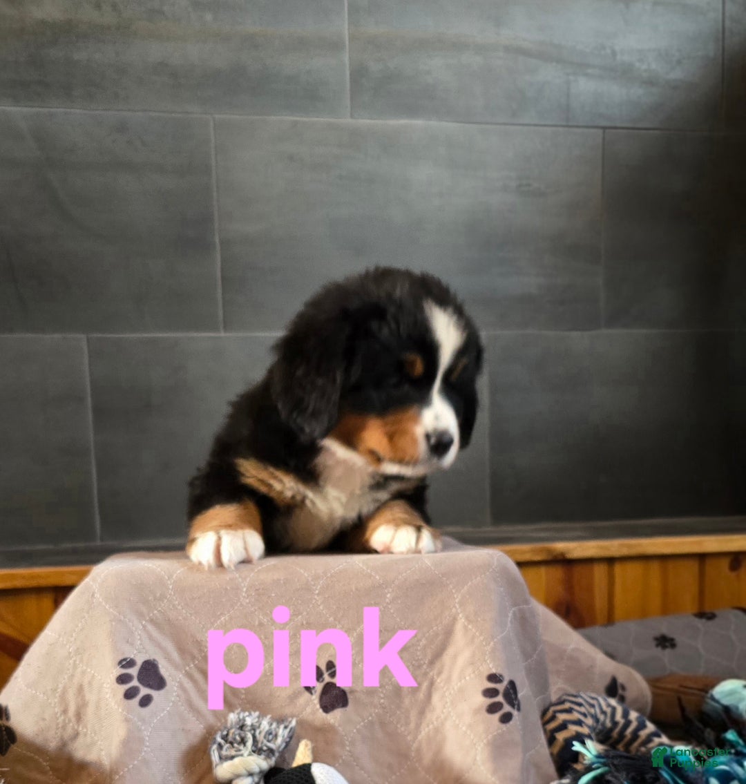 Bernese Mountain Dog dogs for sale: Pink - Ad 7