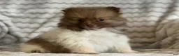 Pomeranian dogs for sale: Robyn - Ad 2