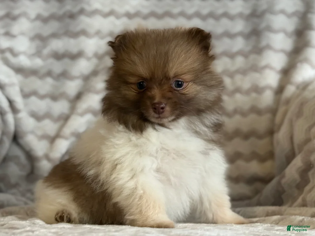 Pomeranian dogs for sale: Robyn - Ad 2