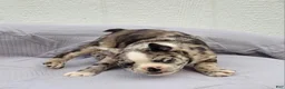 Frenchton dogs for sale: Barqs - Ad 6