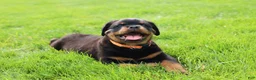 Rottweiler dogs for sale: Buck - Ad 4