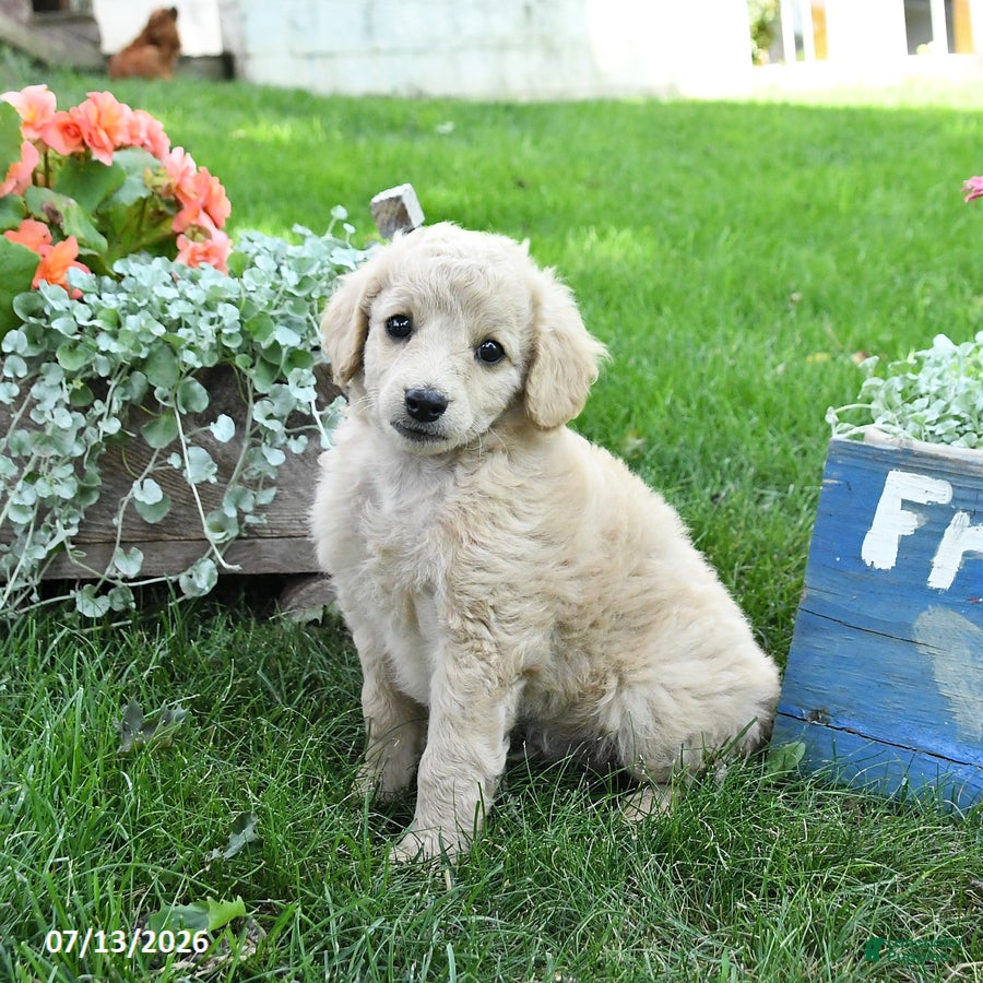 Cavapoo dogs Teddy - Ad 2