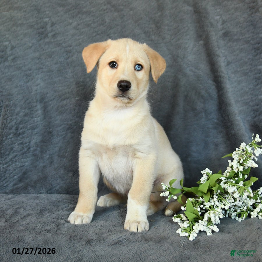 Mixed Breed dogs Fido - Ad 2