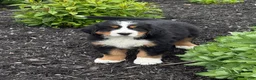 Bernese Mountain Dog dogs for sale: Sasha - Ad 3