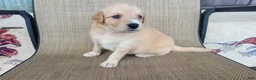 Australian Shepherd dogs for sale: Elsa - Ad 2