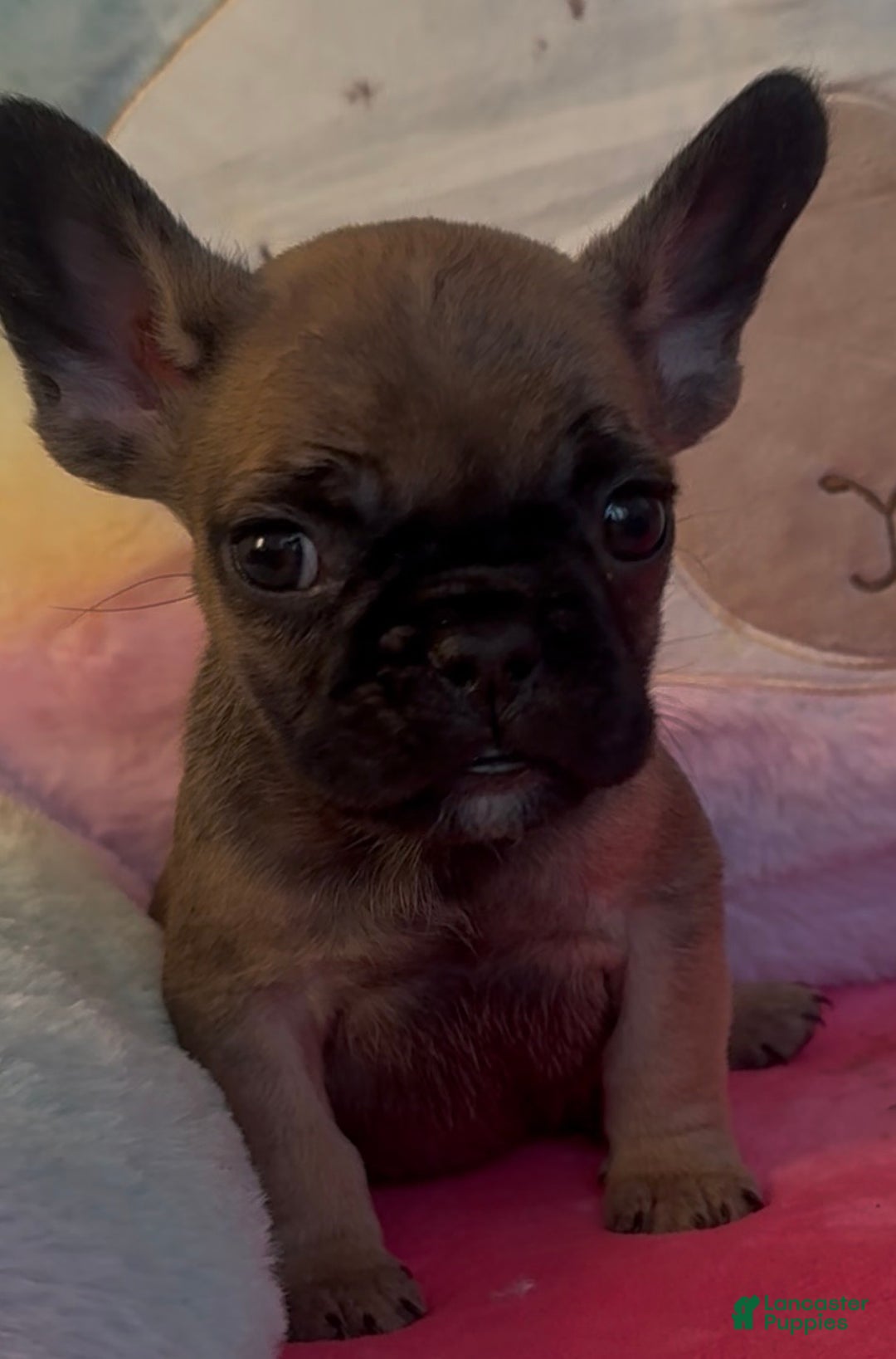 French Bulldog dogs for sale: French Bulldog Puppy 1 - Ad 2