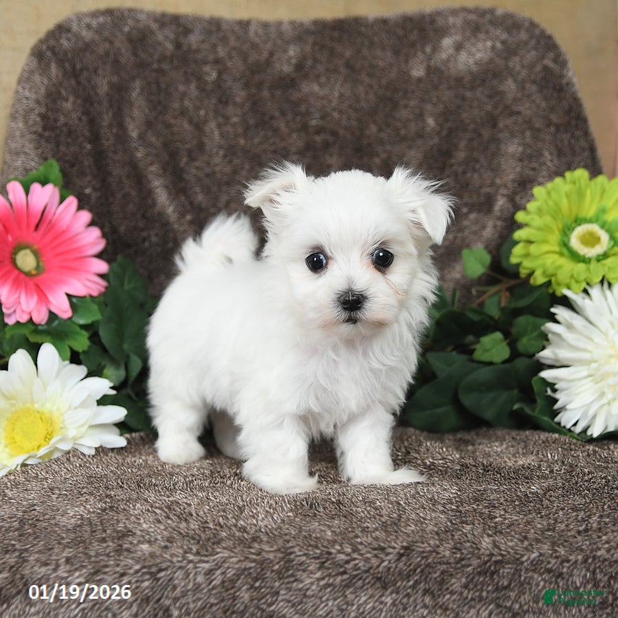 Maltese dogs Gracie - Ad 2