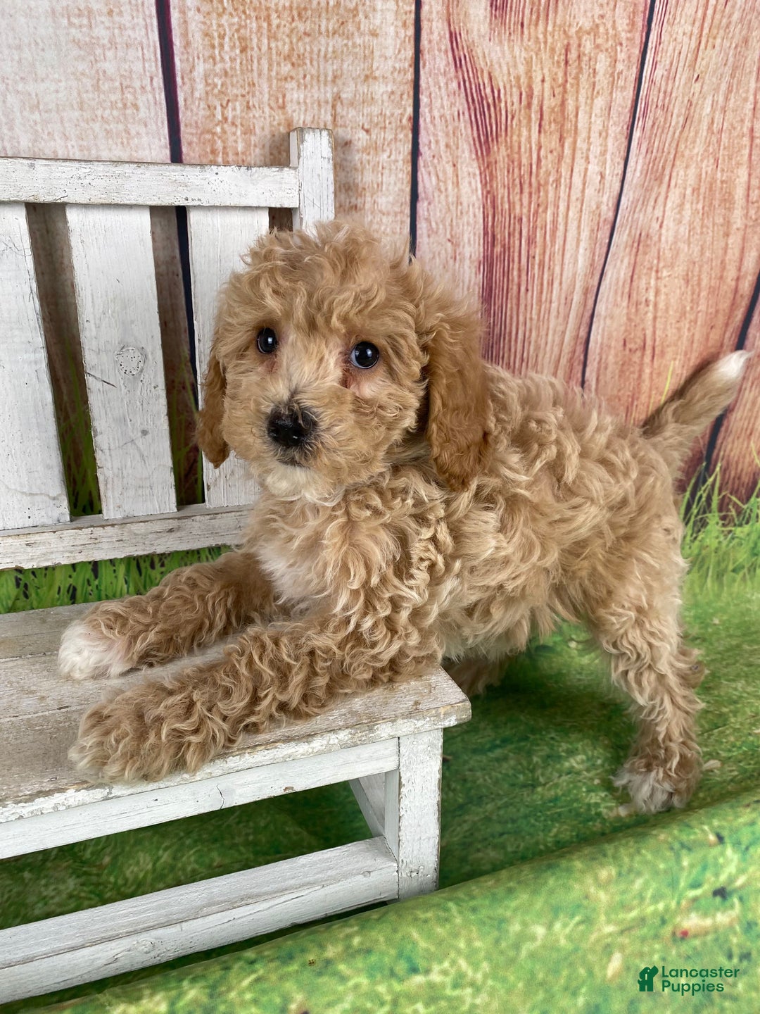 Miniature Poodle dogs for sale: Teddy - Ad 11