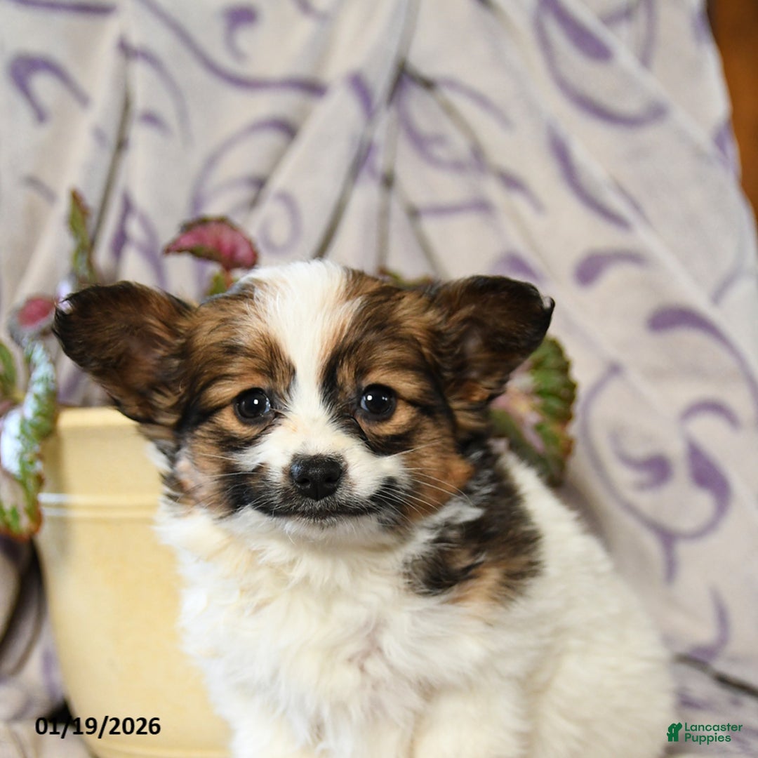 Papillon dogs for sale: Echo - Ad 5