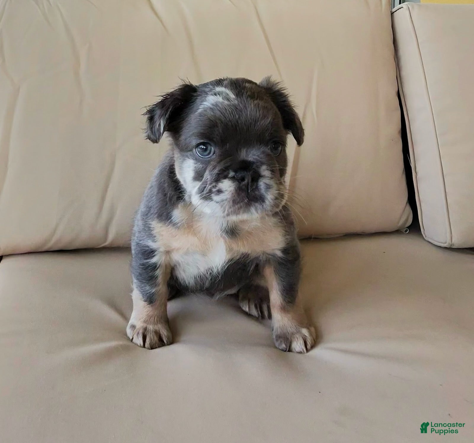 French Bulldog dogs for sale: Reign  - Ad 1