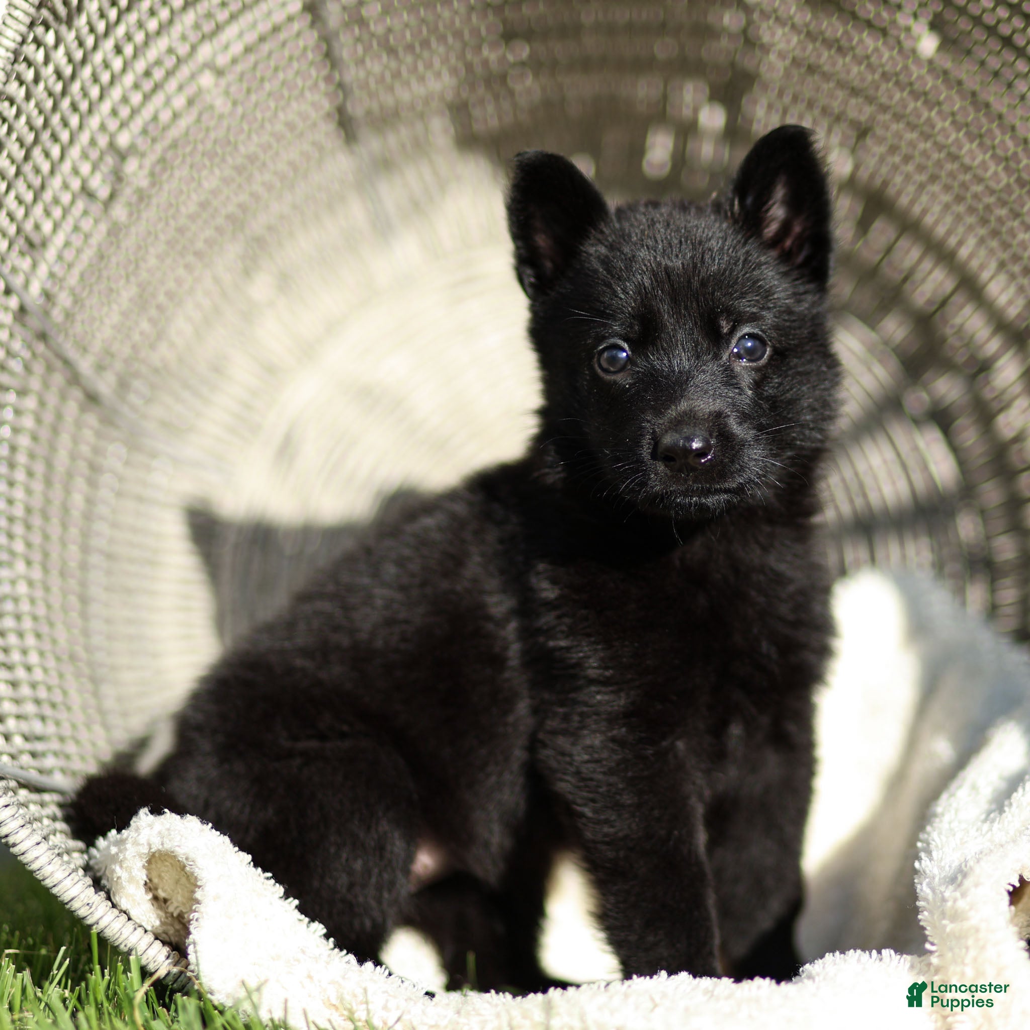 German Shepherd dogs Flora German Shepherd - Ad 2