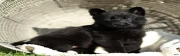 German Shepherd dogs for sale: Flora German Shepherd - Ad 2