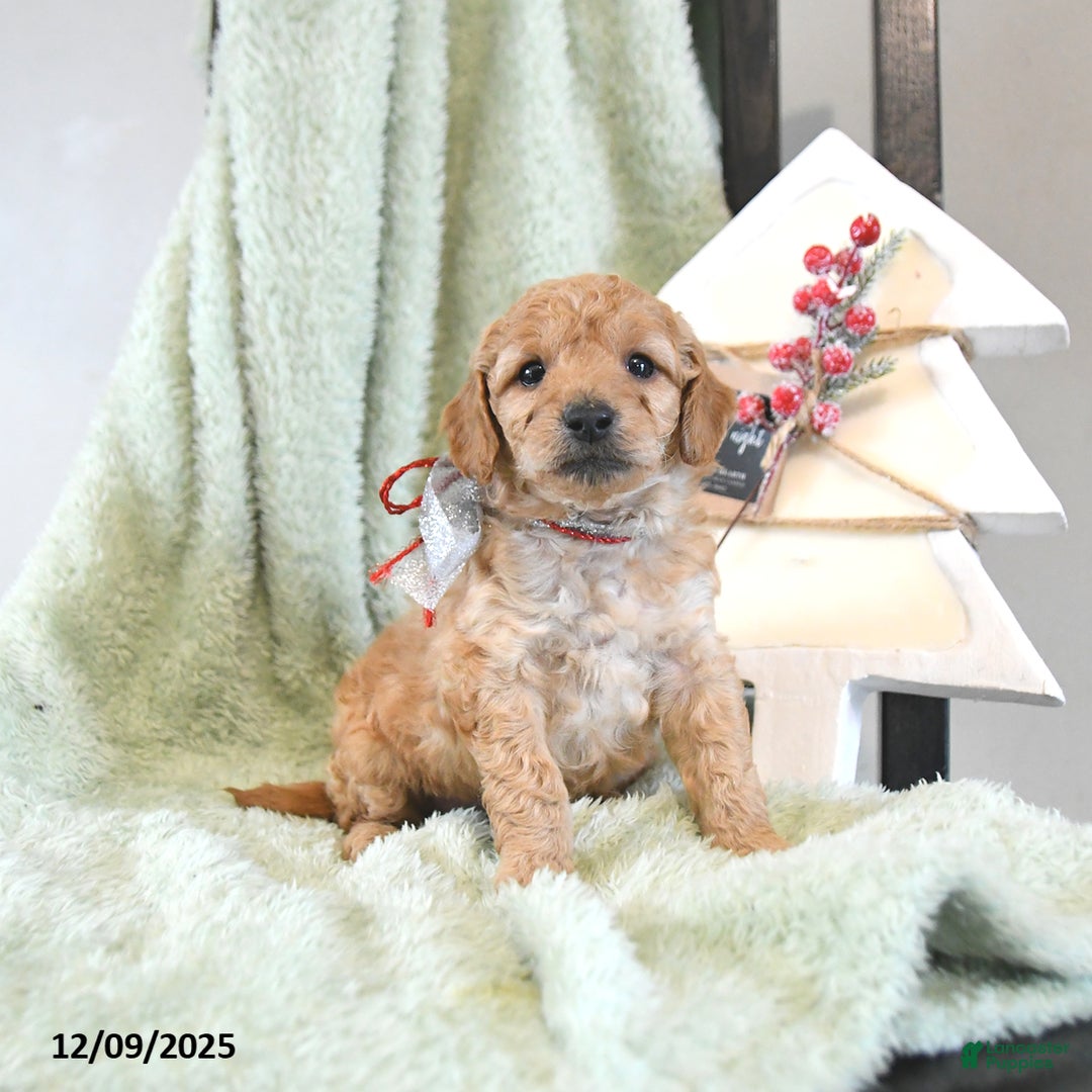 Mini Goldendoodle dogs for sale: Basil  - Ad 2