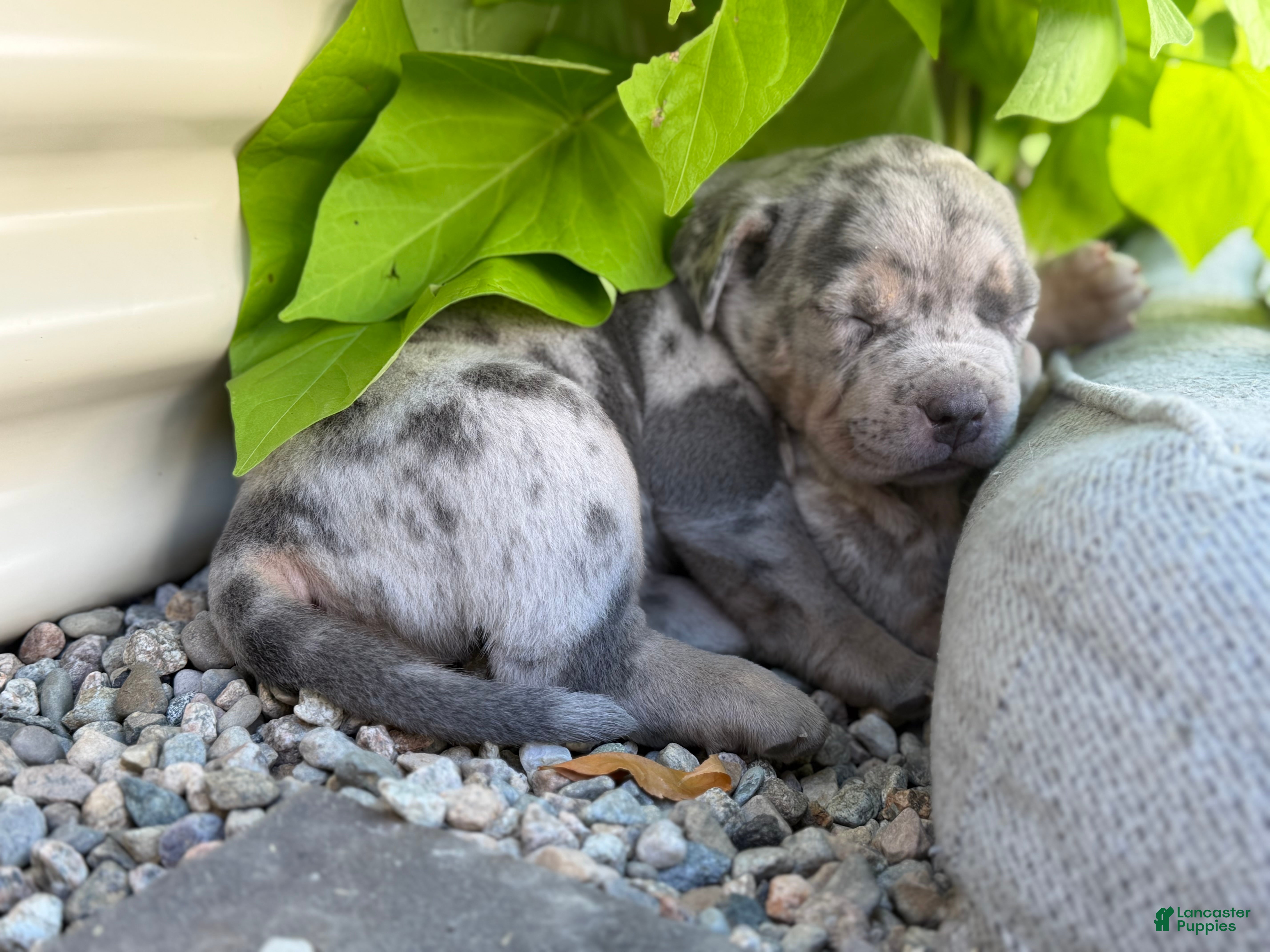 American Bully dogs Junior - Ad 2