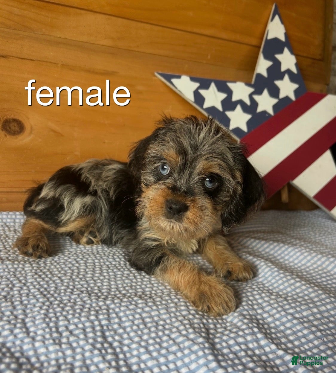 Cockapoo dogs Cockapoo 6 - Ad 1