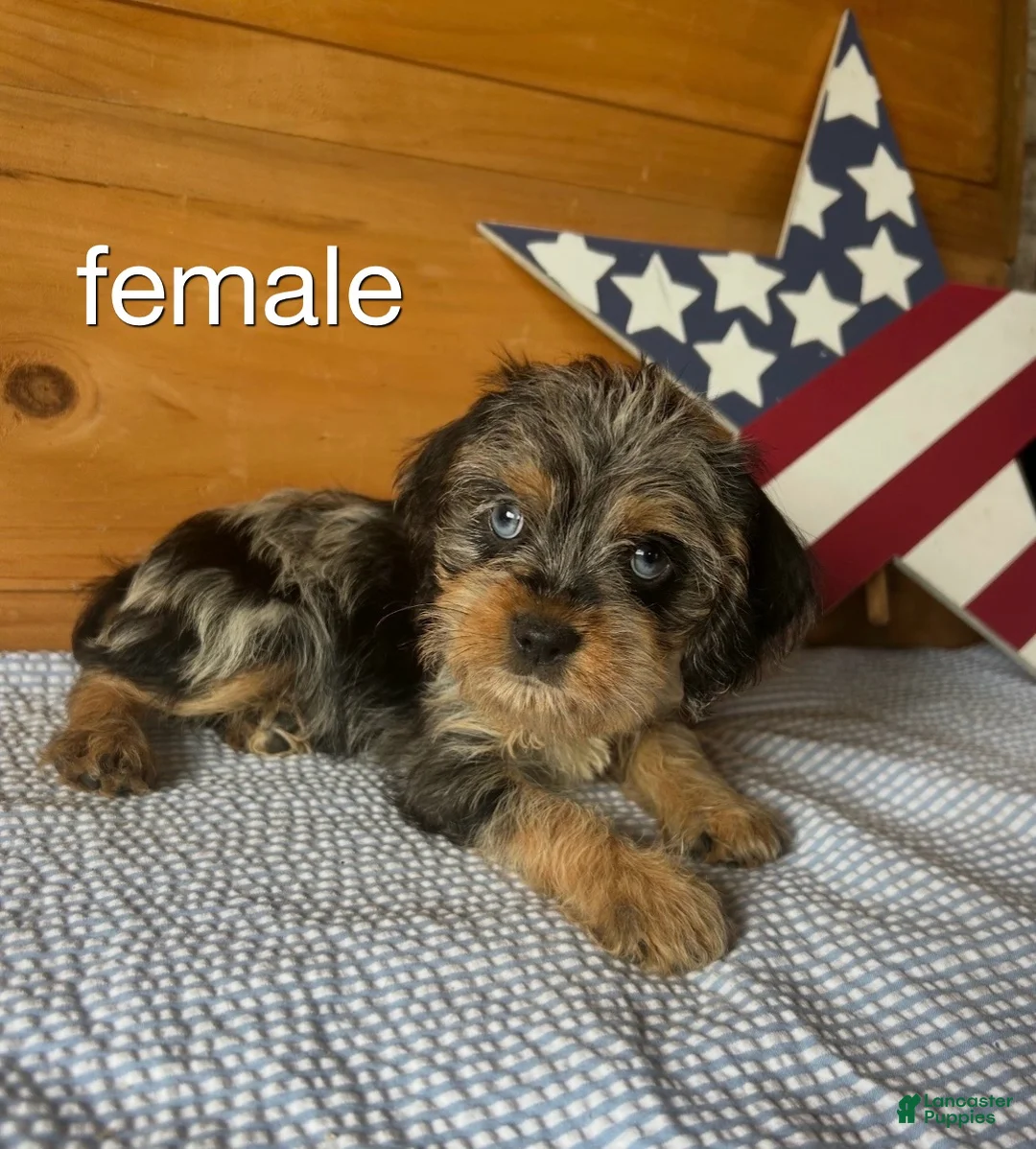 Cockapoo dogs for sale: Cockapoo 6 - Ad 1