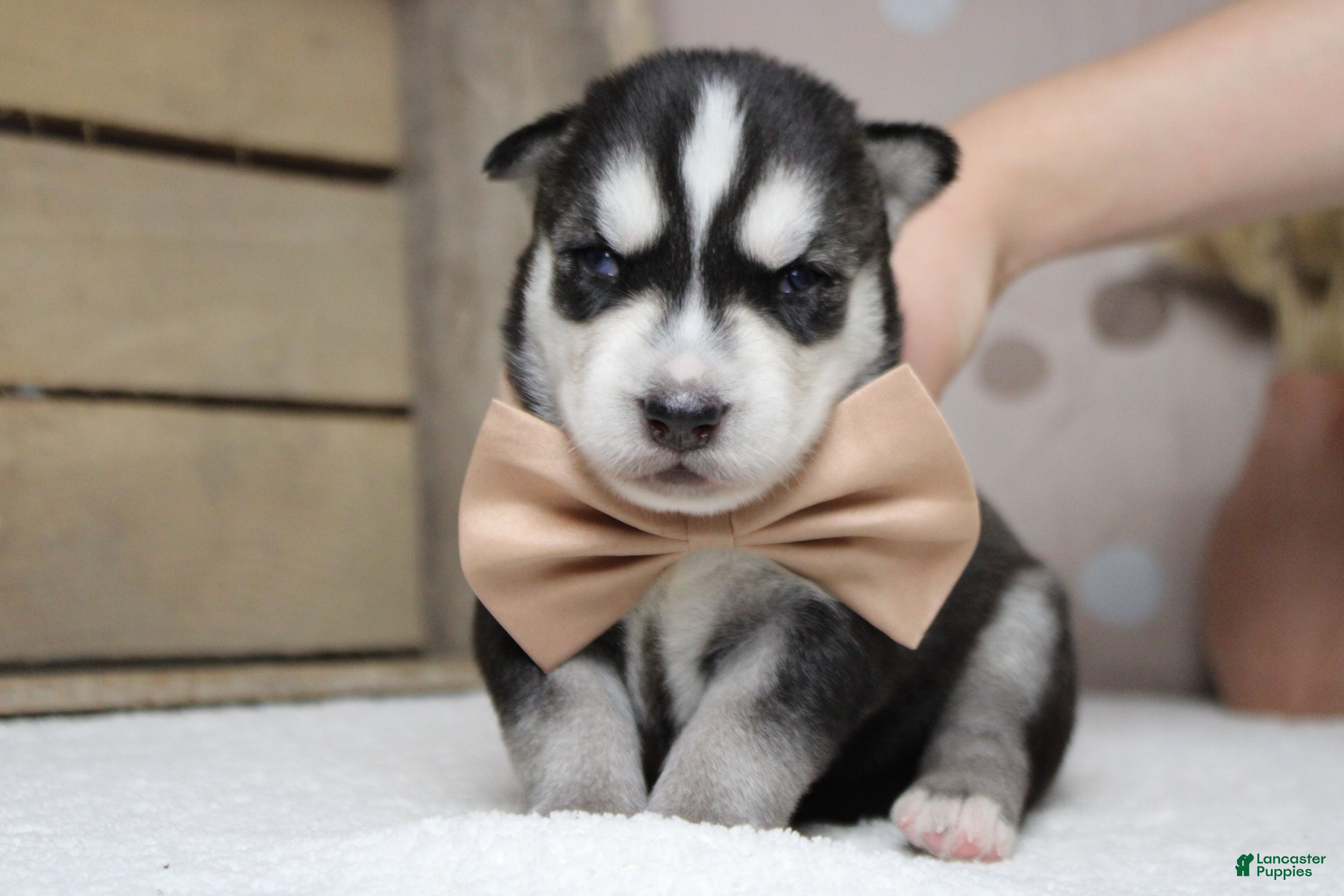Siberian Husky dogs Koda  - Ad 3