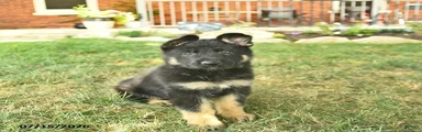 Truffle 