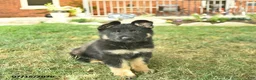 German Shepherd dogs for sale: Truffle  - Ad 1