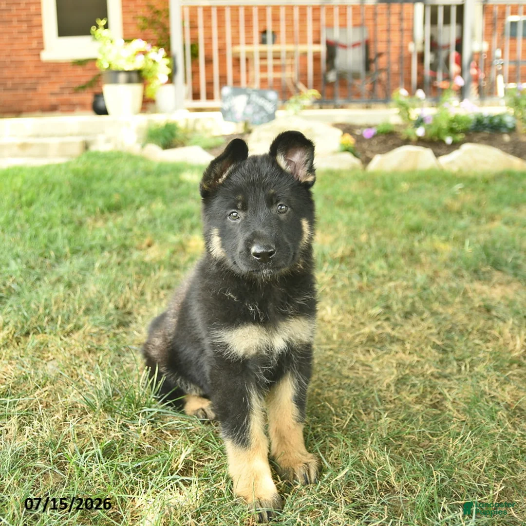 German Shepherd dogs for sale: Truffle  - Ad 1