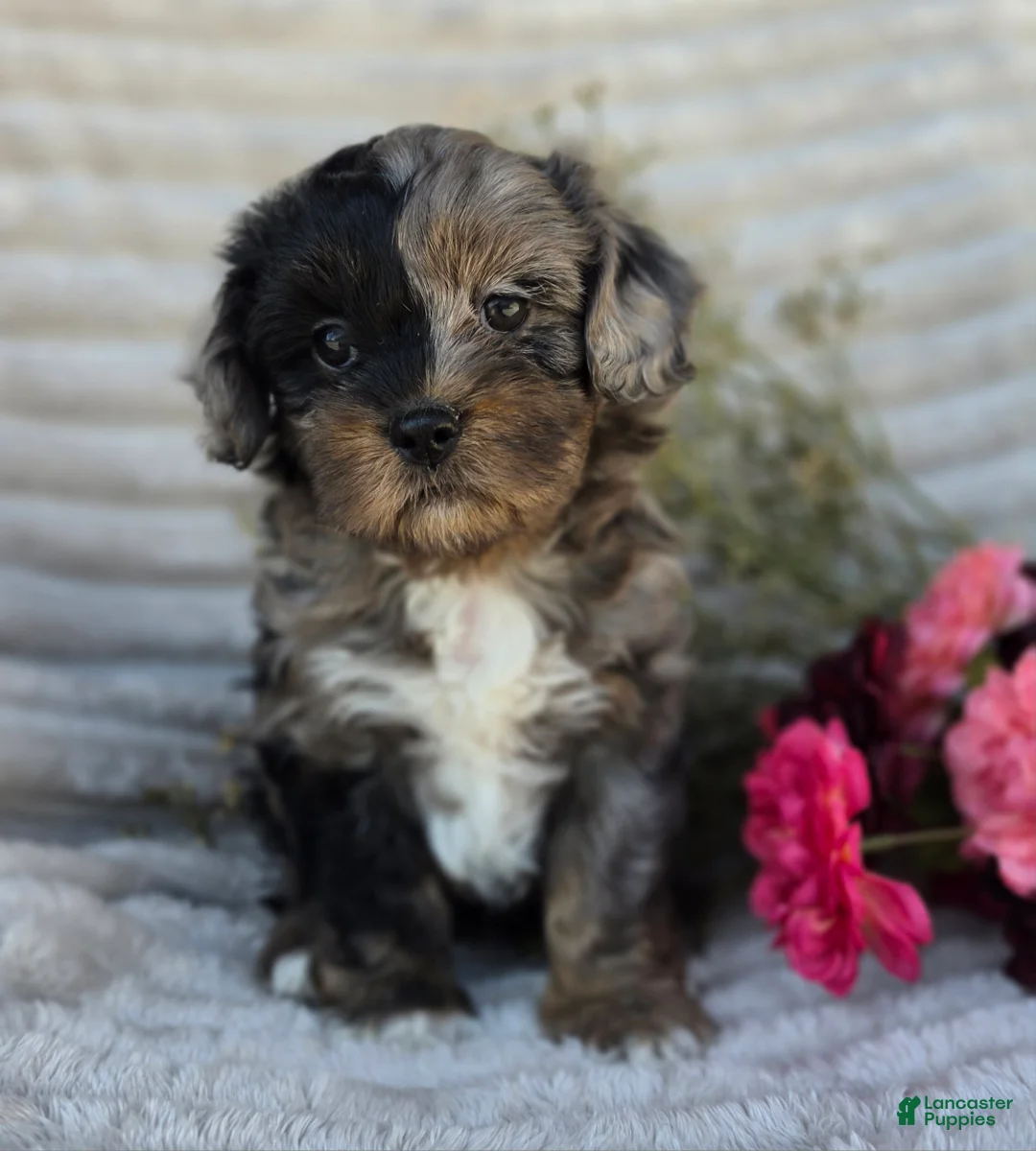Shihpoo dogs for sale: Crystal - Ad 2
