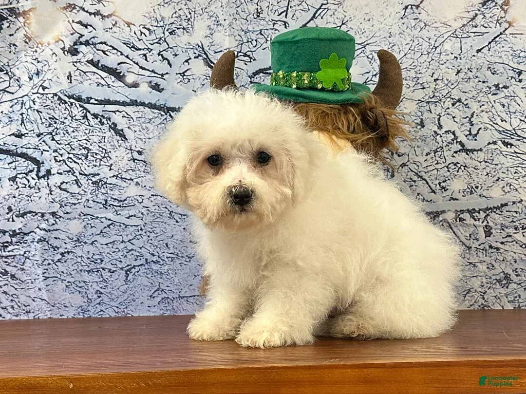 Bichon Frise dogs for sale: Bichon Frise litter of 3 puppies - Ad 1