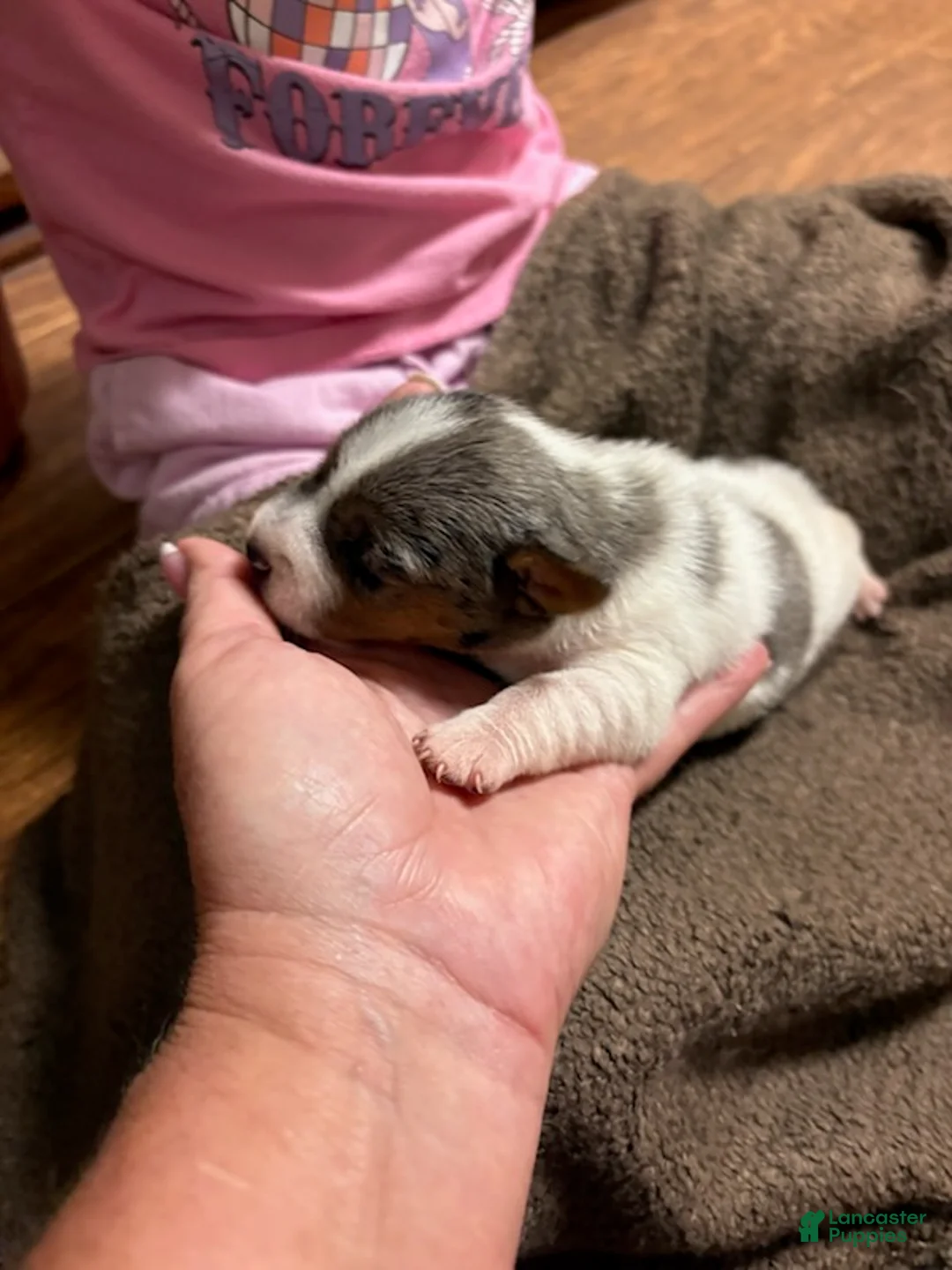 Jack Russell Terrier dogs for sale: Girl 2 - Ad 7
