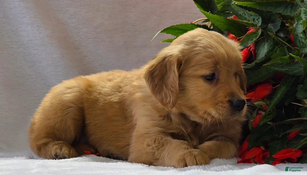 Golden Retriever dogs for sale: Ginger - Ad 5