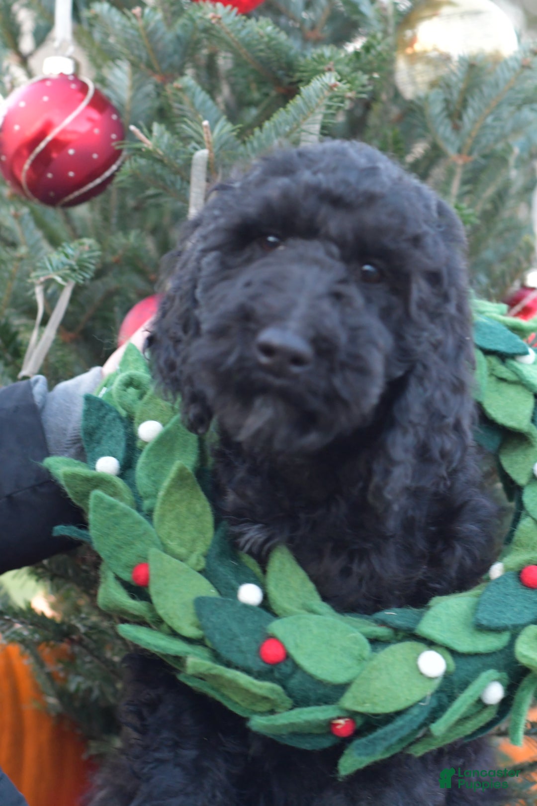 Standard Poodle dogs for sale: Clover - Ad 8