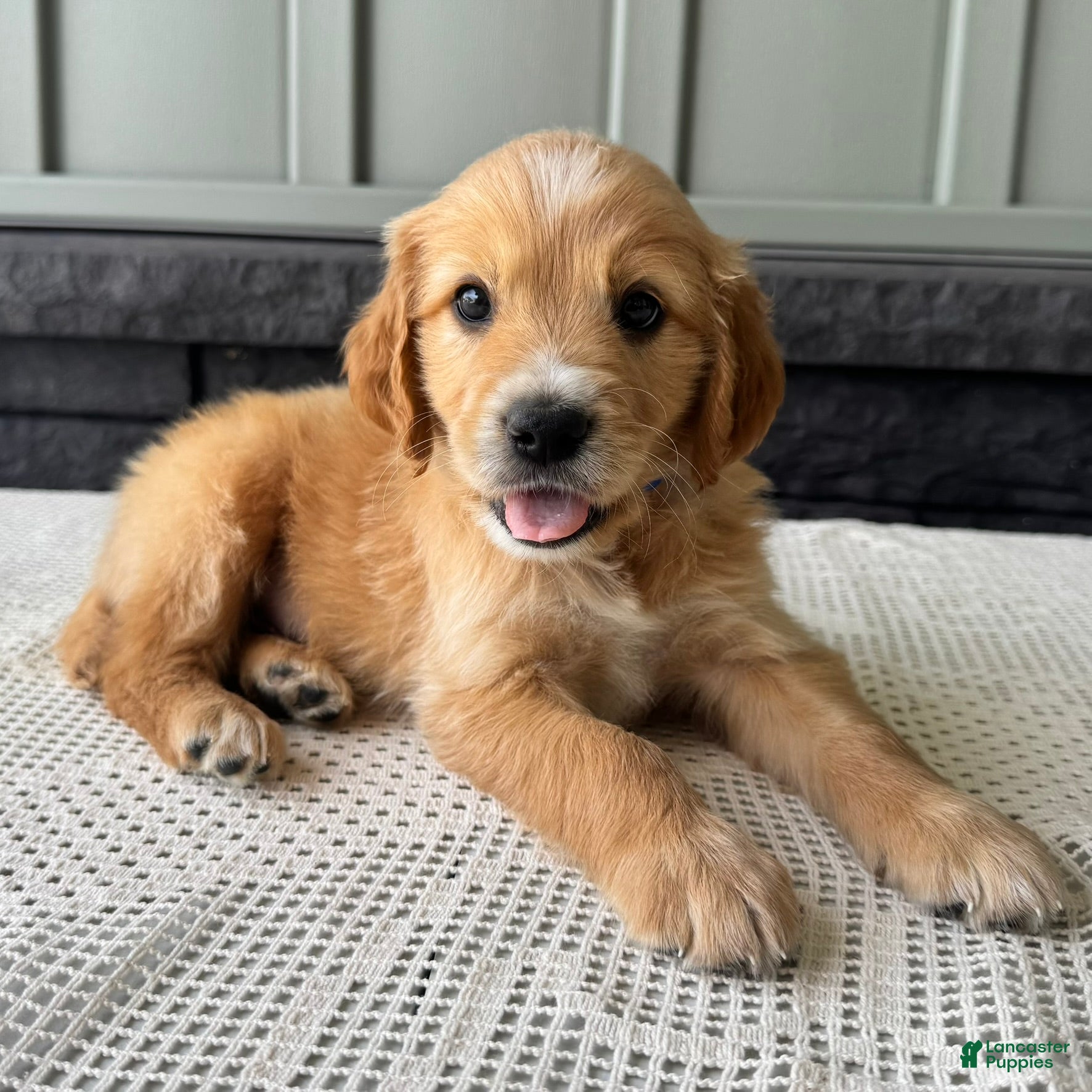 Mixed Breed dogs Teddy - Ad 1