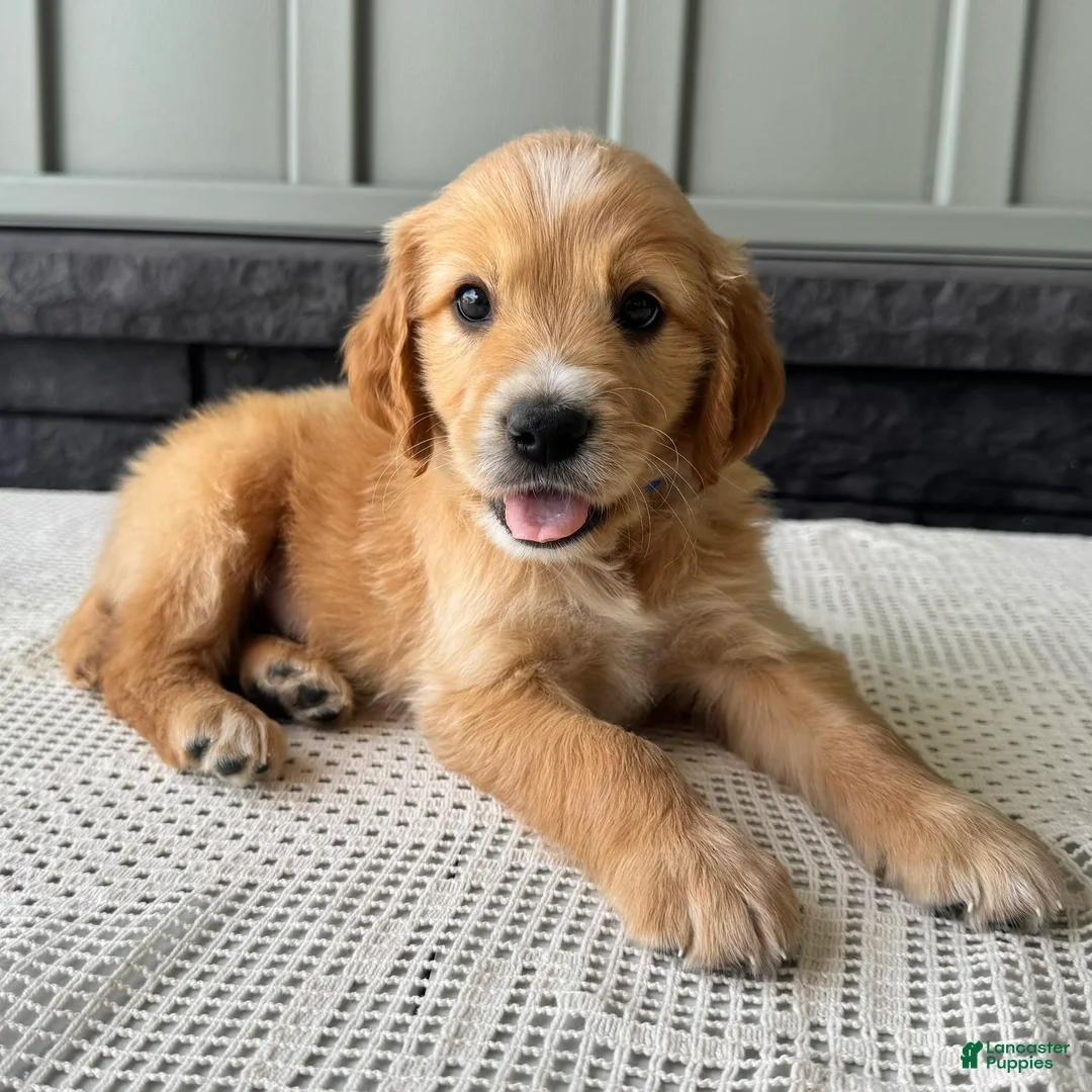 Mixed Breed dogs for sale: Teddy - Ad 1
