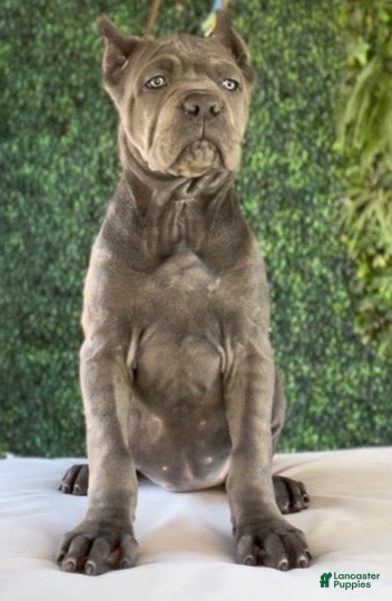 Cane Corso dogs Channel - Ad 1